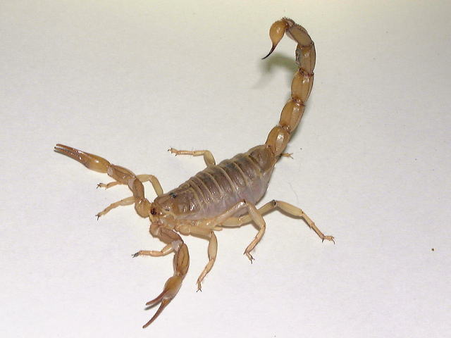 Buthacus arenicola