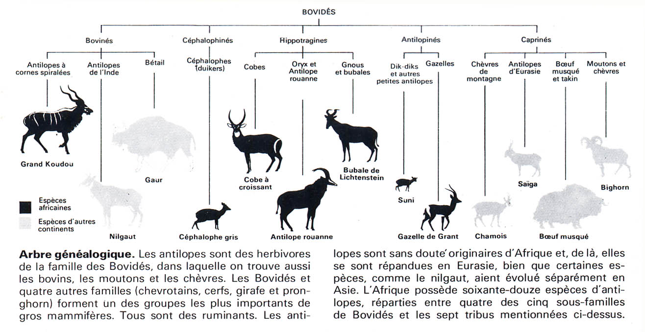 arbre phylogenique bovides