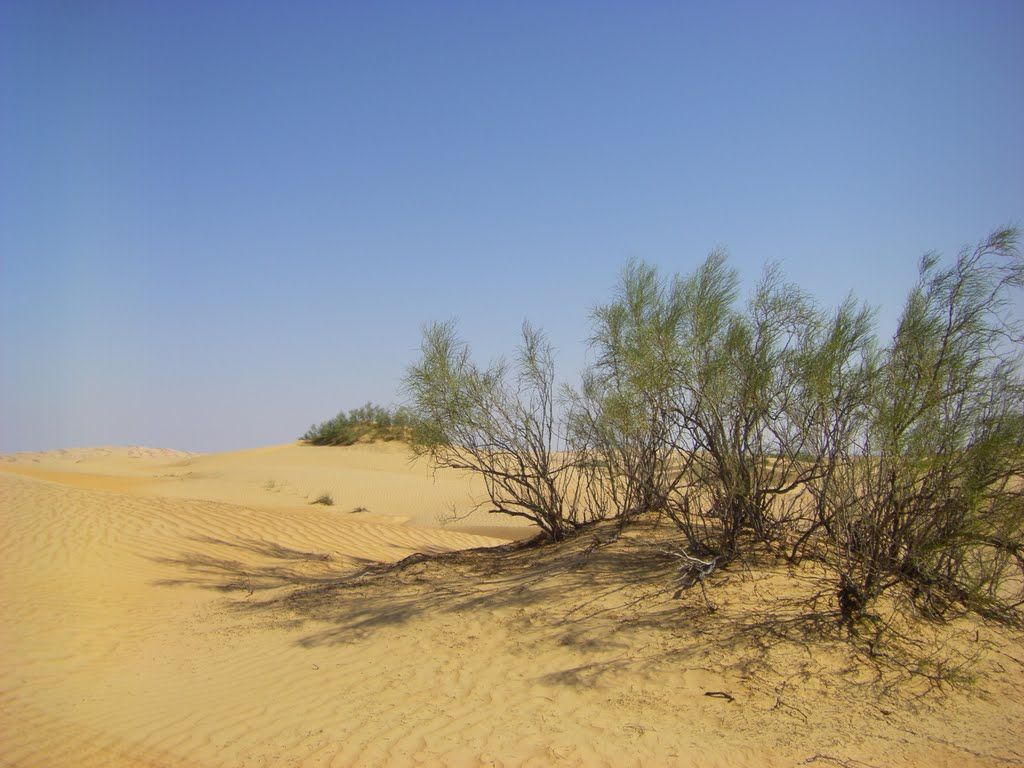 calligonum comosum