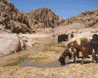 chevres de Temekerest
