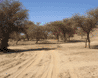 piste ensablée, au milieu des acacias